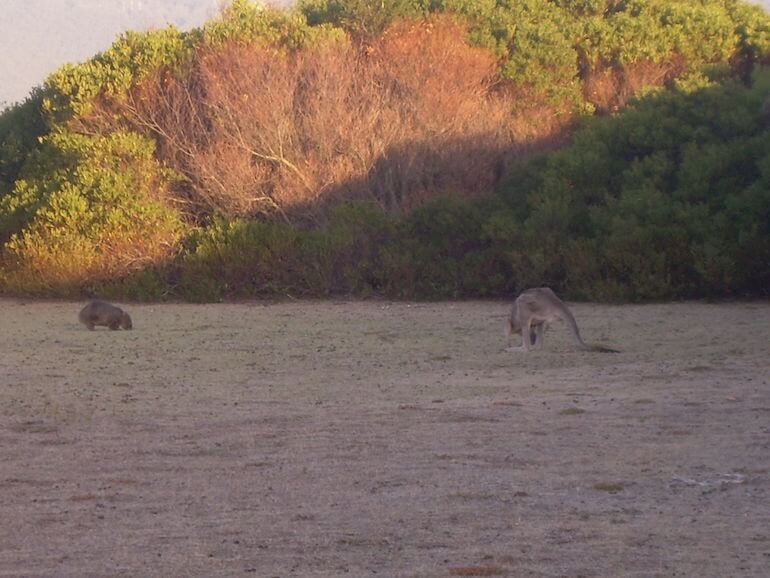 Wombat and Kangaroo